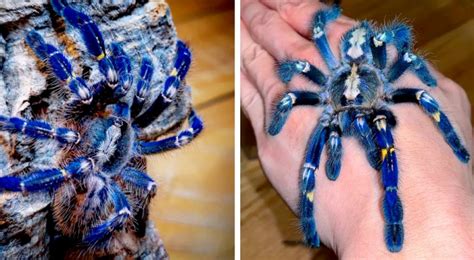 Tolle spinner mit metallischen körpern und spinnerblättern sowie top laufeigenschaften. Eine sehr seltene metallisch-blaue Tarantel: selbst ...