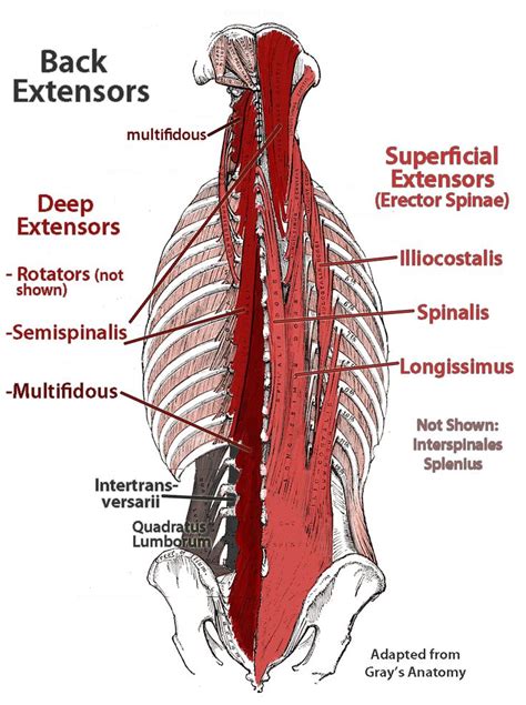 Anatomy Spine Muscles Erector Spinae Transversospinalis Coach Rob Lowe