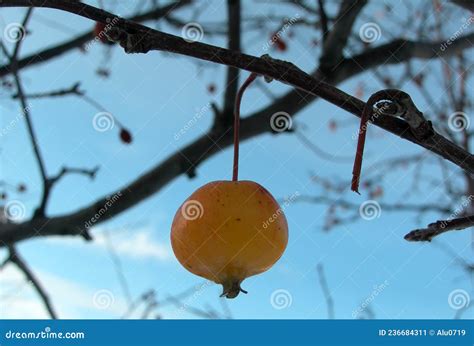 Yellow Crabapple Fruit Against The Sky In Winter Stock Image Image Of