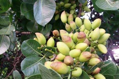 Pistachio Tree Diseases And Pests Wikifarmer