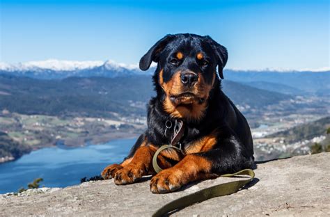 Rottweiler Training Tips Learn How To Train Your