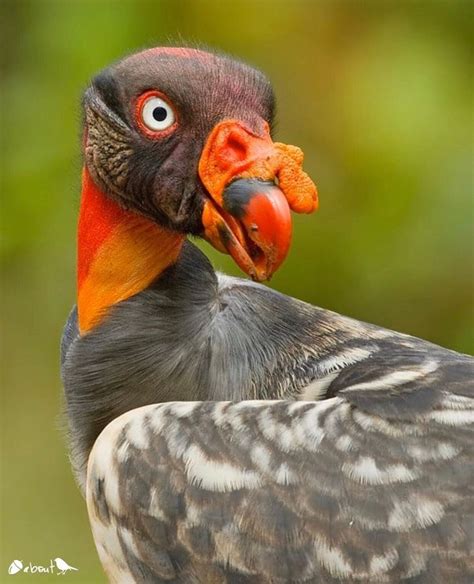 King Vulture In 2020 Animals Birds Vulture