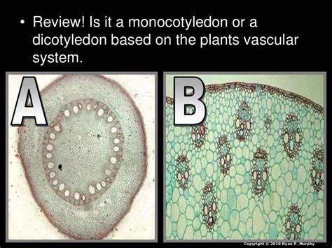 Plant Tissues Woody Plants Xylem Phloem Dendrochronolgy Biology L