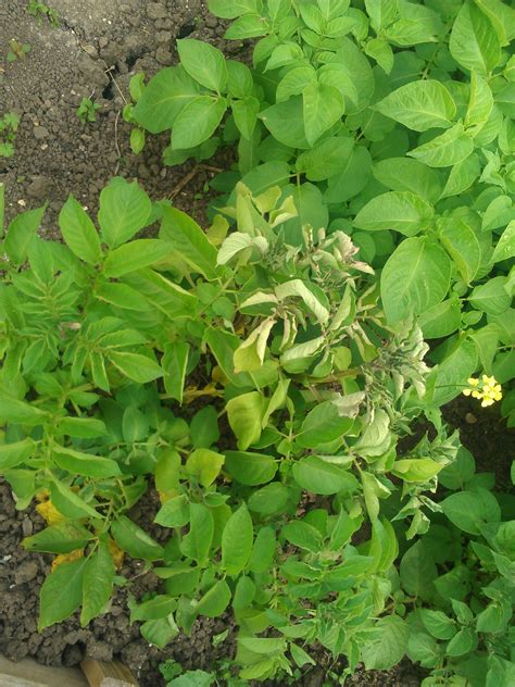 They are turning brown now. potato leaves turning yellow in Grow Your Own - Page 1 of 2