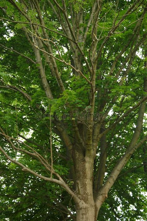 Looking Up Into Tree Canopy Stock Image Image Of Branches Light