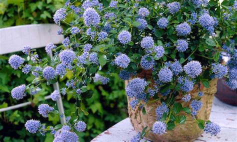 We did not find results for: Hardy Evergreen Shrub Collection | Groupon Goods