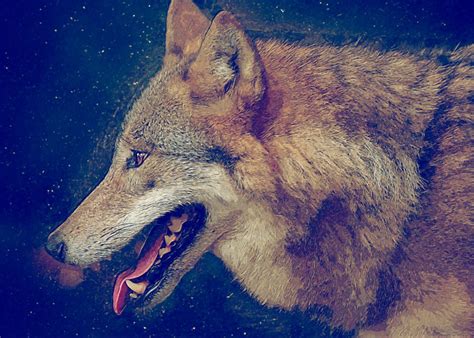 Wolf 3 Oil Poster By Dmc 696 Displate Metal Posters Metal