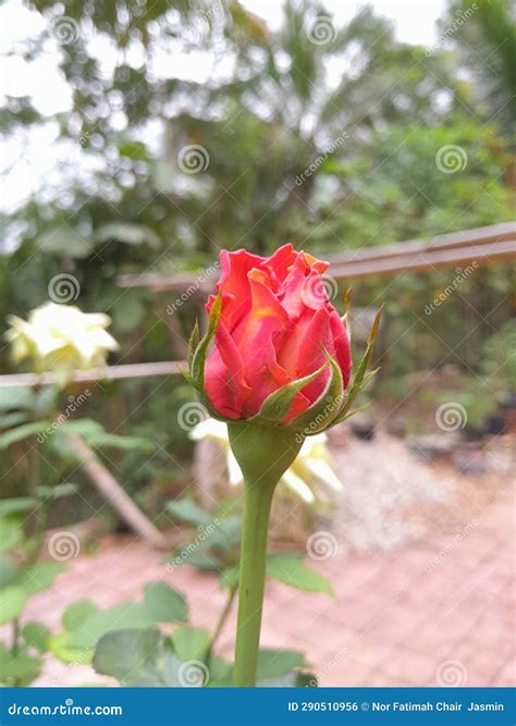 Close Up Orange Rose Bud Stock Photo Image Of Leaf 290510956