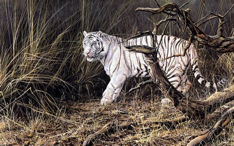 Out From Cover By Alan M Hunt Animals Wildlife Prints Tiger Painting