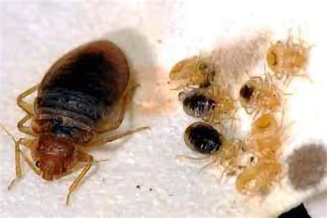 What Do Baby Bed Bugs Look Like Pictures And Faqs