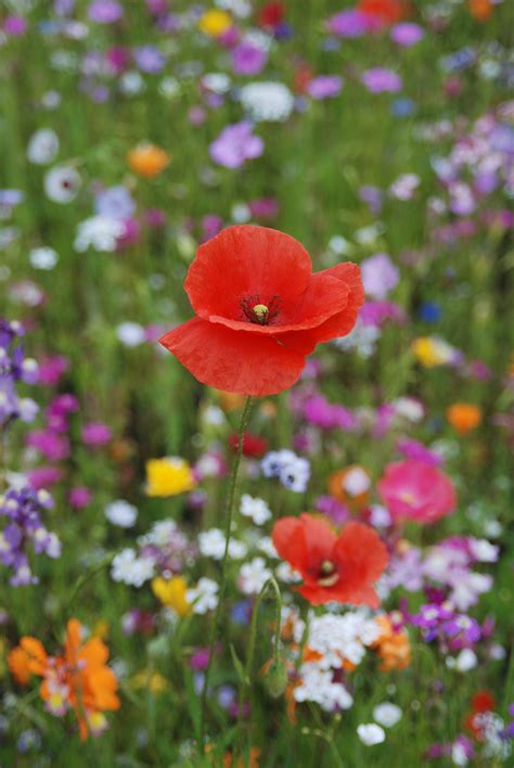 Poze Natură Inflori Camp Petală Vară Botanică Floră Flori