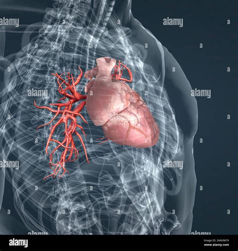 Los Vasos Sanguíneos De La Circulación Pulmonar Son Las Arterias