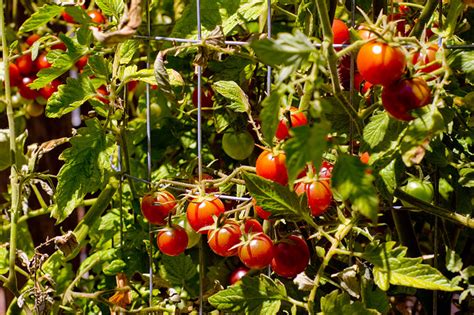 How To “string Up” Tomatoes Residential Ecology