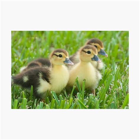 The Three Little Ducks Photographic Print For Sale By Artthatsmiles