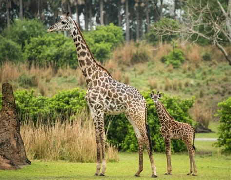 Celebrate Jabari The New Baby Giraffe With Special