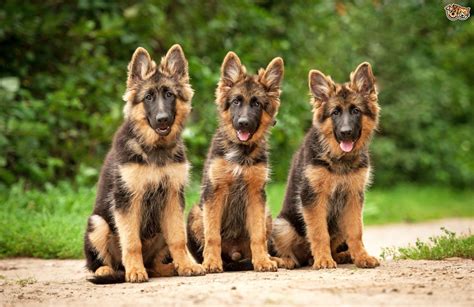 All Black German Shepherd Puppies For Sale In Michigan Puddingtocome