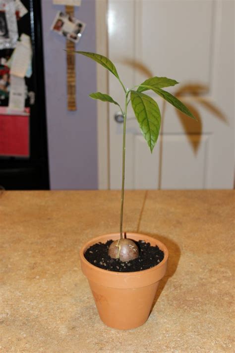 Fill a glass with room temperature water. Growing an Avocado from a Pit | ThriftyFun