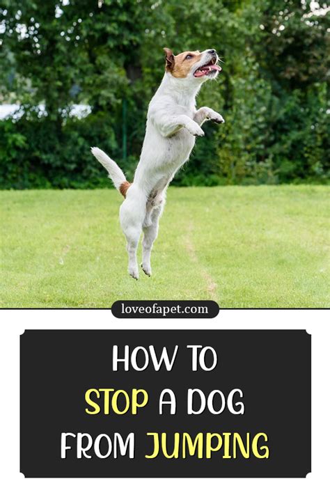 Basic Guidance On How To Stop A Dog From Jumping Love Of A Pet Dog