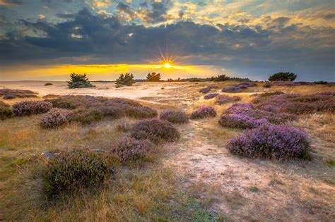 Dit Weekend Mag Je Heide Knippen In Het Nationale Park De Hoge Veluwe