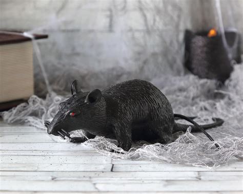 Grand Rat Noir La Caverne