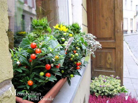 Springup fabric plant pots garden grow bags planter breathable flower vegetable. Local Ecologist: Window Box Garden: Kelly Brenner of The ...