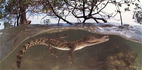 Di mana sayangmu di mana kasihmu bilaku pilu engkau jauh engkau jauh di mana dirimu di mana waktuku bilaku perlu engkau jauh. Cari Ikan di Sungai Hantu, Warga Muara Jawa Tewas Diserang ...