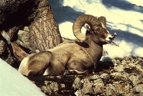 Free Picture Rocky Mountain Bighorn Sheep Male Buck Animal