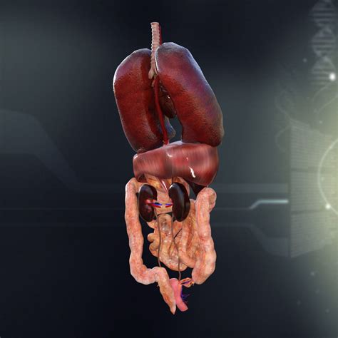 Anatomy Of Organs In The Human Body Human Internal Organs Photograph