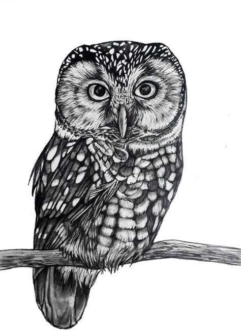 Owl Original Pencil Drawing 85 Etsy Canada Pencil Drawings Bird