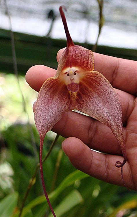 14 Unbelievable Optical Illusions In Nature Nature Monkey Orchid