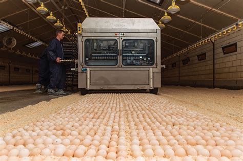on farm hatching canadian poultry magazinecanadian poultry magazine