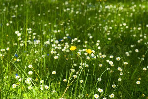 Bereich Der Grünen Gras Mit Kleinen Blumen Stock Bild Colourbox