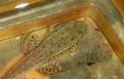 Leopard Frog Tadpoles Home Design Ideas