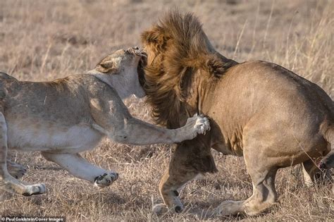 This Is For My Cubs Lioness Mother Smacks Lion On The Jaw After It