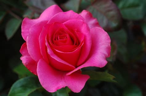 Free Photo Pink Rose Bloom Flower Pink Free Download Jooinn
