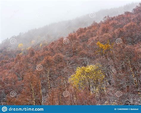 Autumn Mountain Forest In The Fog Trees With Yellow And Red Leaves