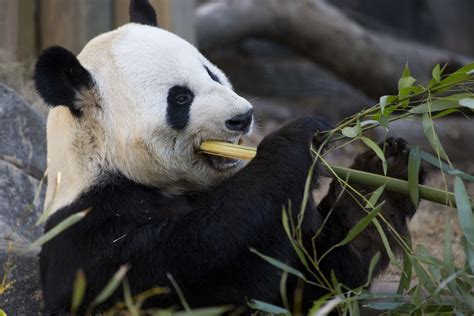 Panda Updates Wednesday November 20 Zoo Atlanta