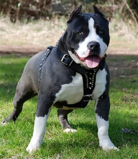 Their price is probably due to their. American Pitbull Terrier Breed Guide - Learn about the ...