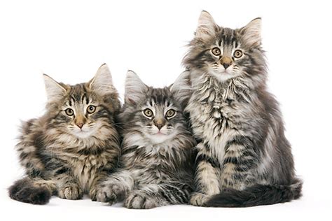 50 Very Cute Norwegian Forest Kitten Pictures And Photos