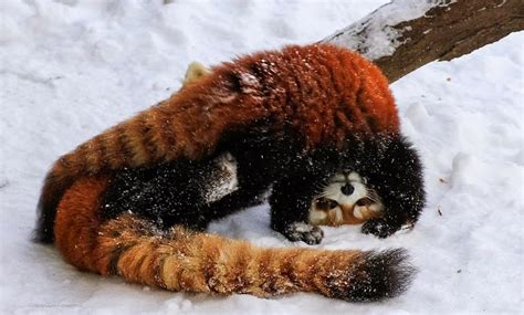 White Wolf Adorable Red Pandas Playing In The Snow Video Animal