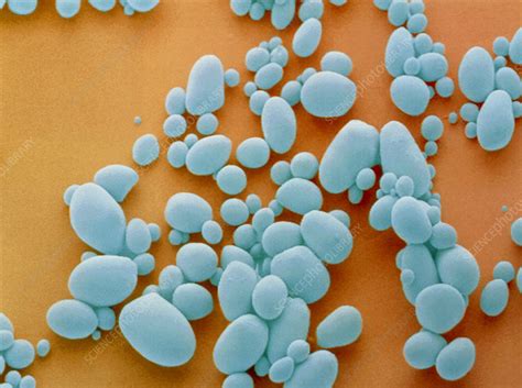 Plants are also composed of infinite cells like animals and human beings. Starch grains from potato cells - Stock Image - B100/0043 ...