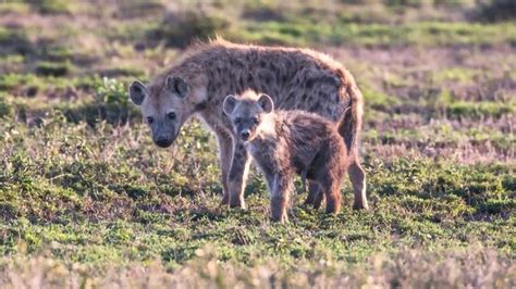 High Ranking Hyena Moms Pass On Their Privilege To Their Offspring