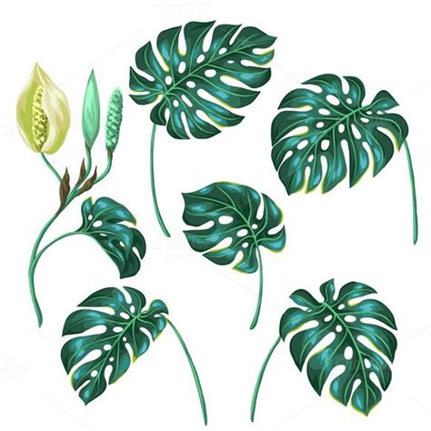 Stylized monstera leaves. | Monstera leaf, Monstera, Stylized