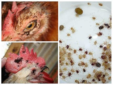 Chickens Parasites Everyting You Need To Know