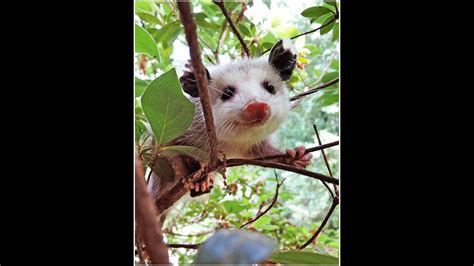 Video Heres How Possums Can Help Your Household Youtube