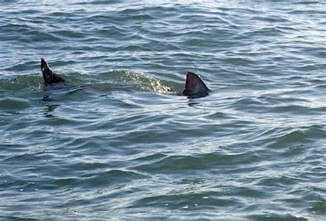 Shark Sighting At Rockaway Beach Brings Out The Best In The New York Post