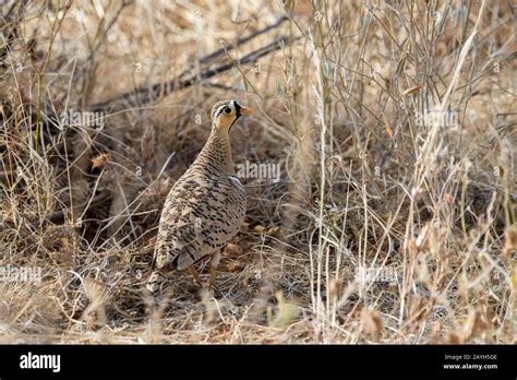 African Grouse Bird Hi Res Stock Photography And Images Alamy