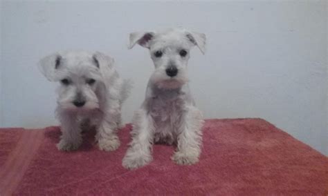 Our available standard schnauzer puppies for sale. Miniature Schnauzer Puppies For Sale | Mocksville, NC #131922
