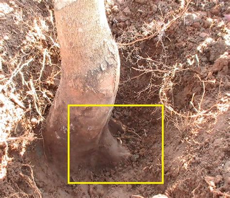 If the root flare is damaged or does not develop properly, your tree can become unstable and become a hazard. How to Plant Trees Correctly - Organic Air Tree and Shrub ...