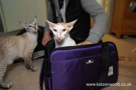 Which Sleepypod Carriers Suits You And Your Feline Companion Best